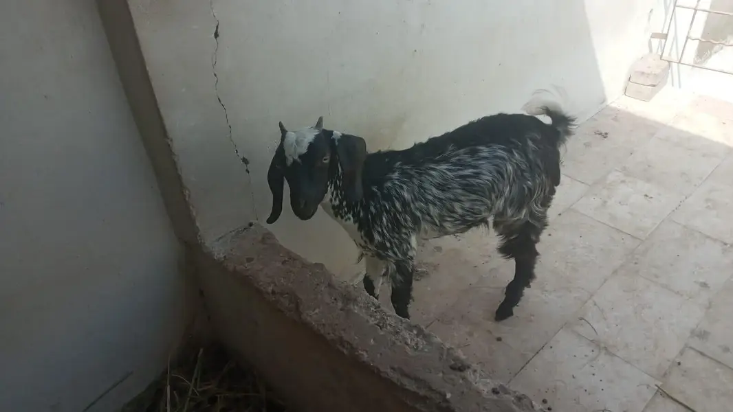 bakri for female sale — photo 4