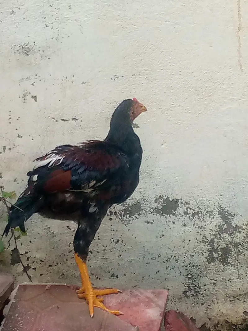 PURE ASEEL MURGA — photo 2