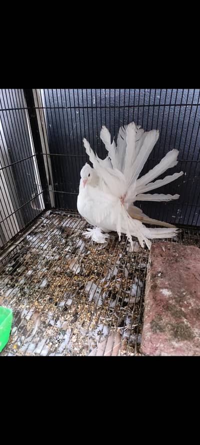 American Fantails