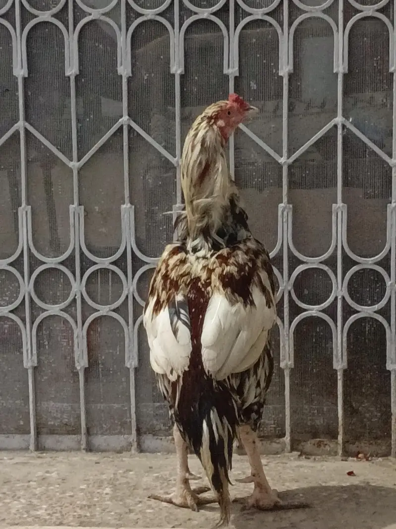 Aseel for sale — photo 2