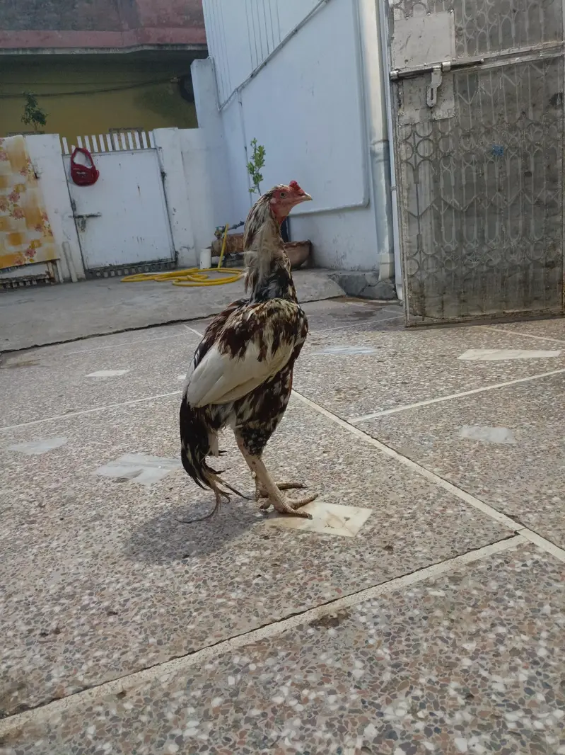 Aseel for sale — photo 4