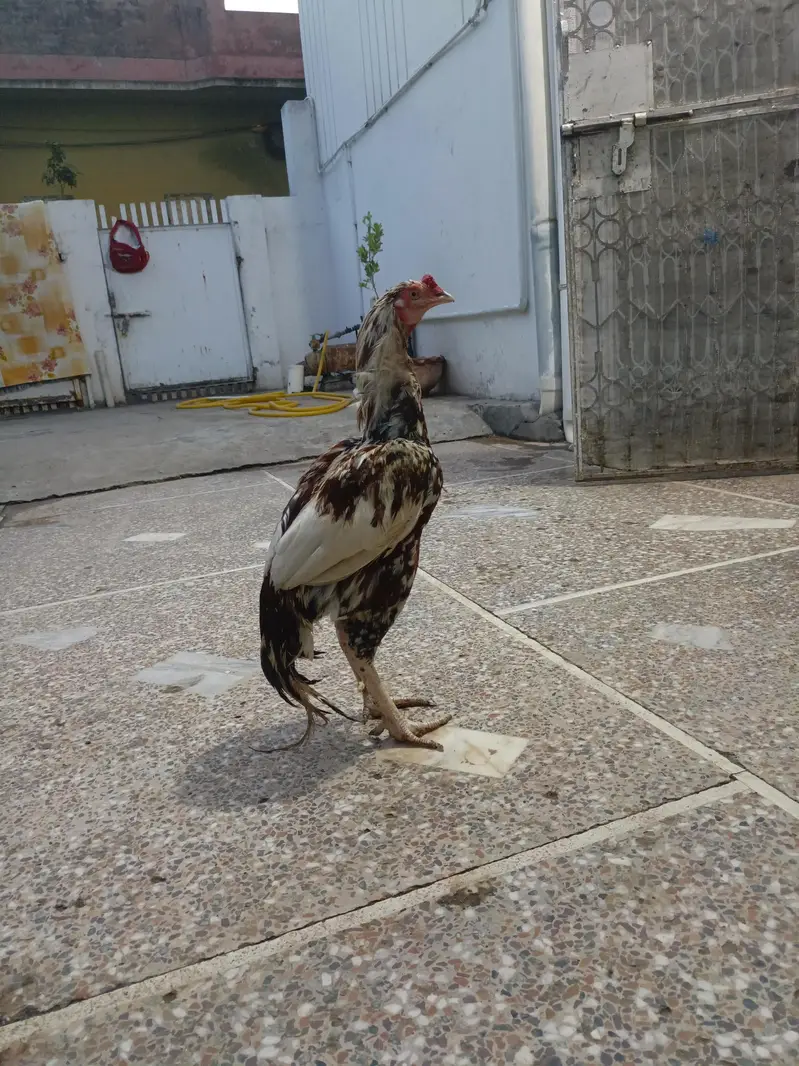 Aseel for sale — photo 5
