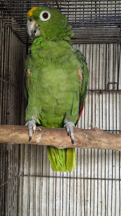 multiple birds available for sale