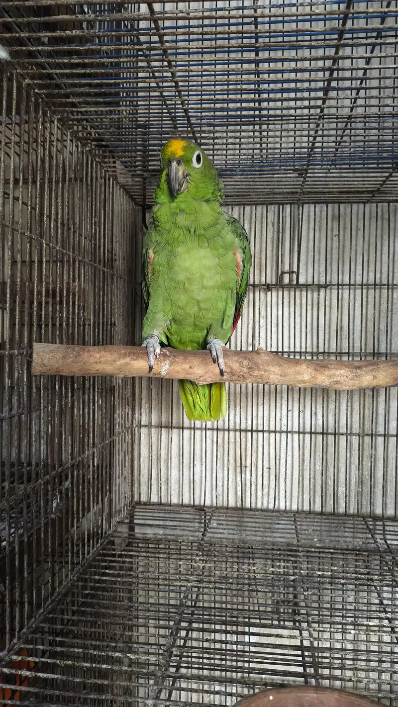 multiple birds available for sale — photo 2