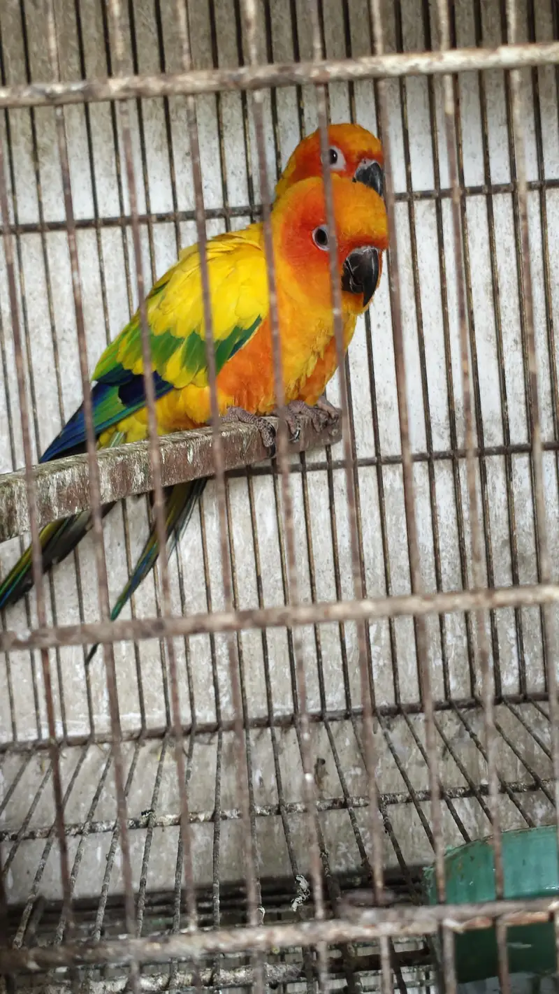 multiple birds available for sale — photo 3
