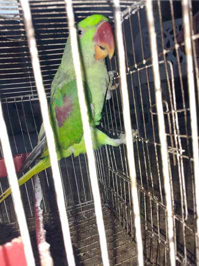Talking Friendly Raw Parrot | Beautiful & Healthy | Fruit Eat
