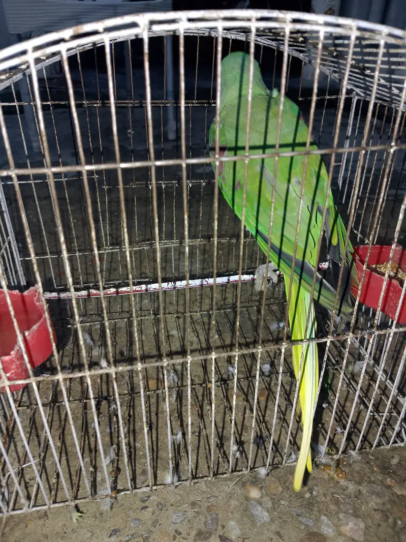 Talking Friendly Raw Parrot | Beautiful & Healthy | Fruit Eat — photo 2