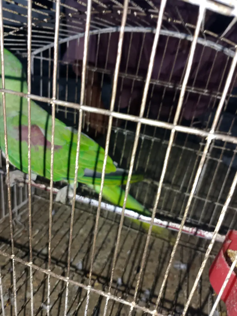 Talking Friendly Raw Parrot | Beautiful & Healthy | Fruit Eat — photo 3