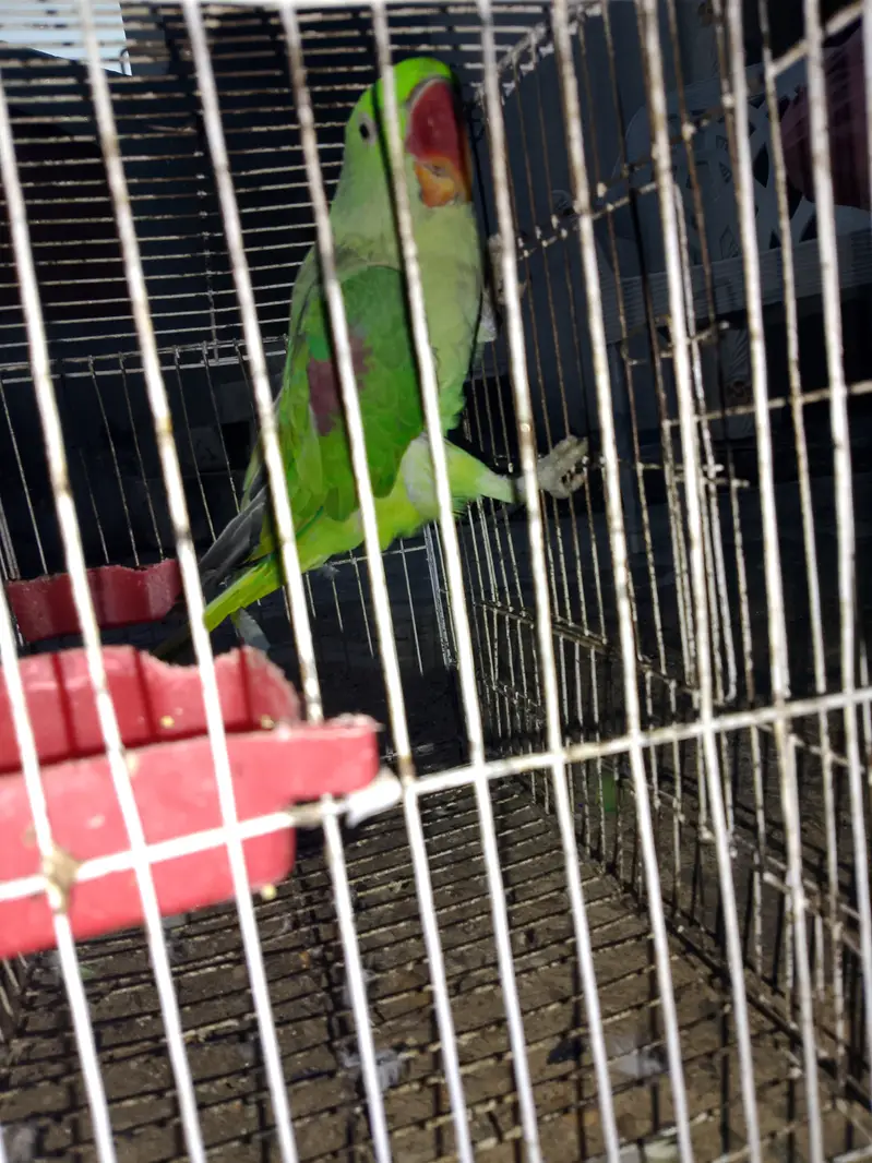 Talking Friendly Raw Parrot | Beautiful & Healthy | Fruit Eat — photo 4