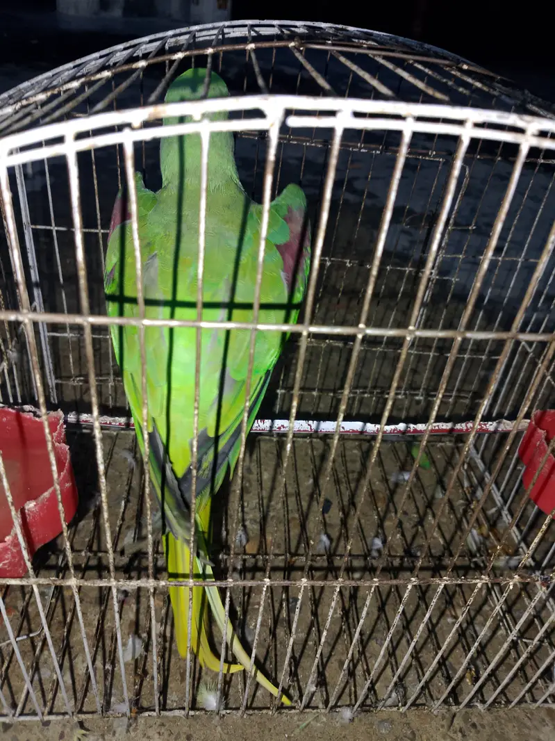Talking Friendly Raw Parrot | Beautiful & Healthy | Fruit Eat — photo 5
