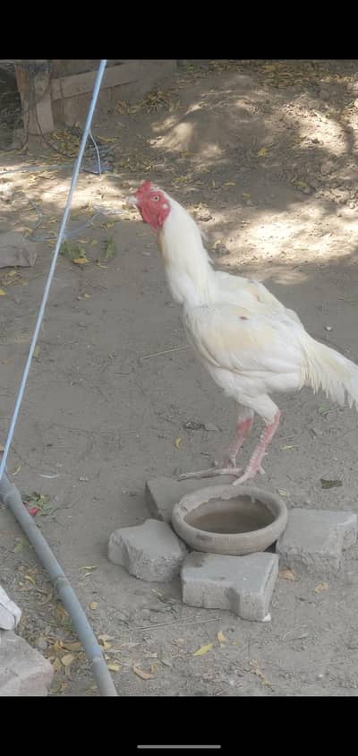 only male aseel murga for sale