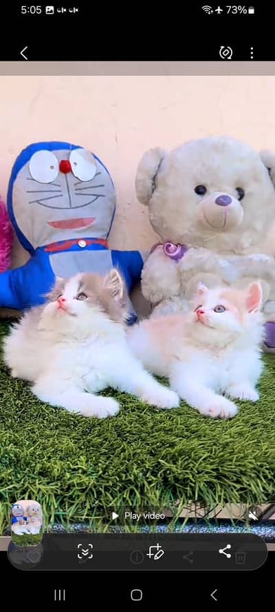 Persian kitten triple cot. for sale my WhatsApp:03440066156