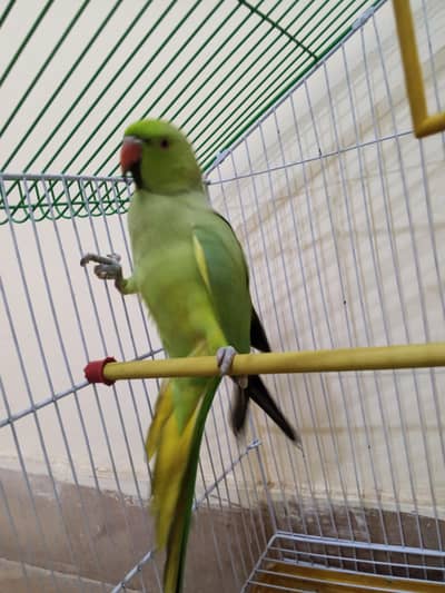 TALKING PARROT MALE- WITH CAGE - BOLNAY WALA TOTTA