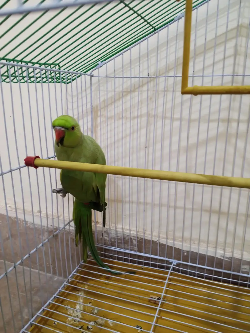 TALKING PARROT MALE- WITH CAGE - BOLNAY WALA TOTTA — photo 2