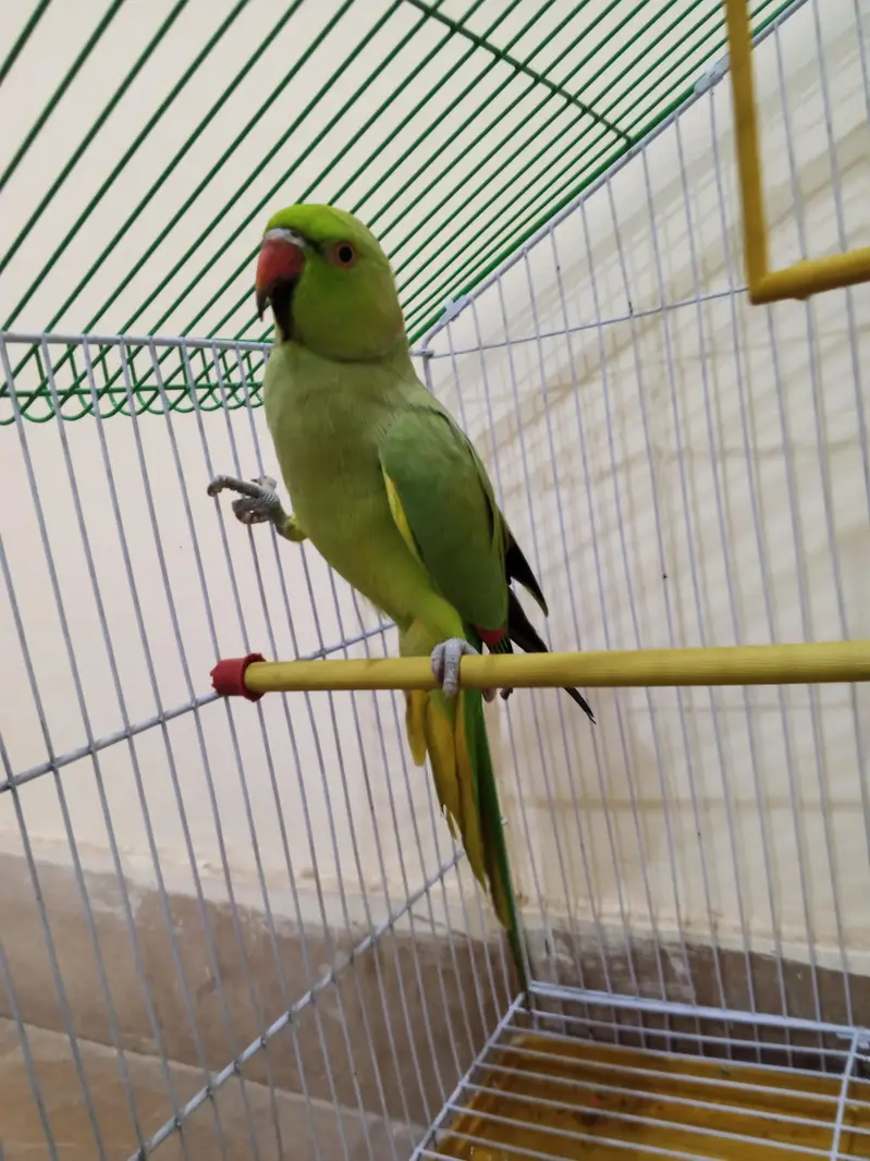 TALKING PARROT MALE- WITH CAGE - BOLNAY WALA TOTTA — photo 3