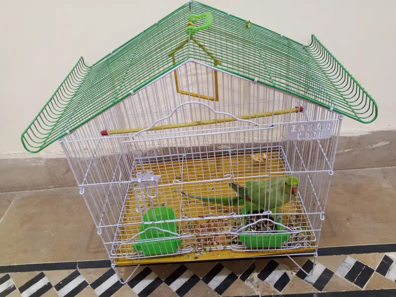 TALKING PARROT MALE- WITH CAGE - BOLNAY WALA TOTTA — photo 4