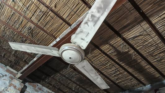 ceiling fan and pedestal fan for sell