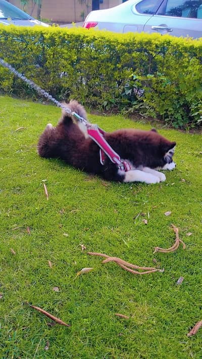 healthy active puppy colour black and white 3 month
