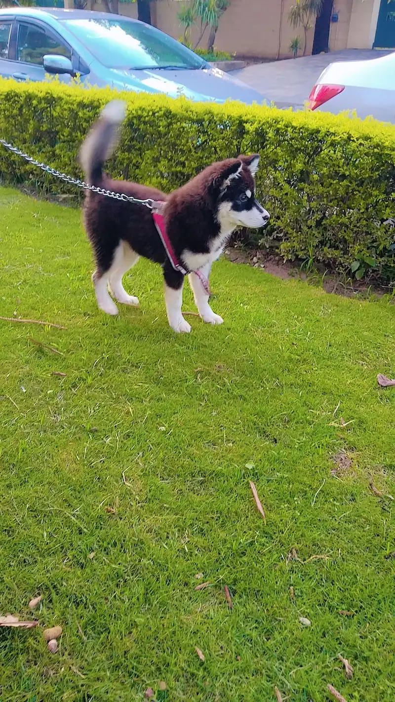 healthy active puppy colour black and white 3 month — photo 2
