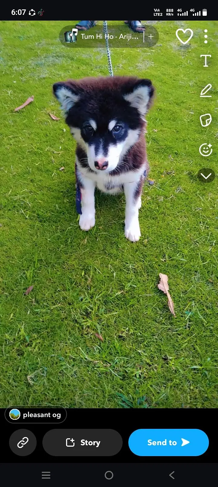 healthy active puppy colour black and white 3 month — photo 3