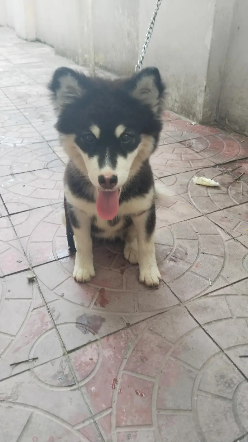 healthy active puppy colour black and white 3 month — photo 4