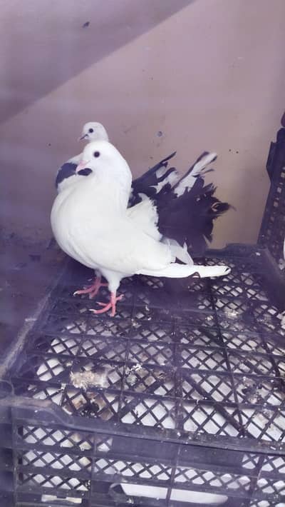 lakky kabooter for sale 1000rs