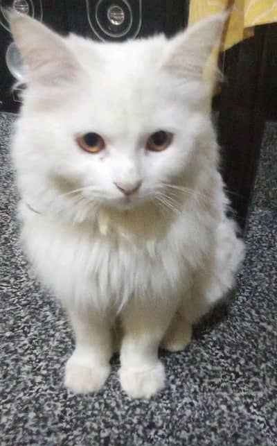Persian male cat