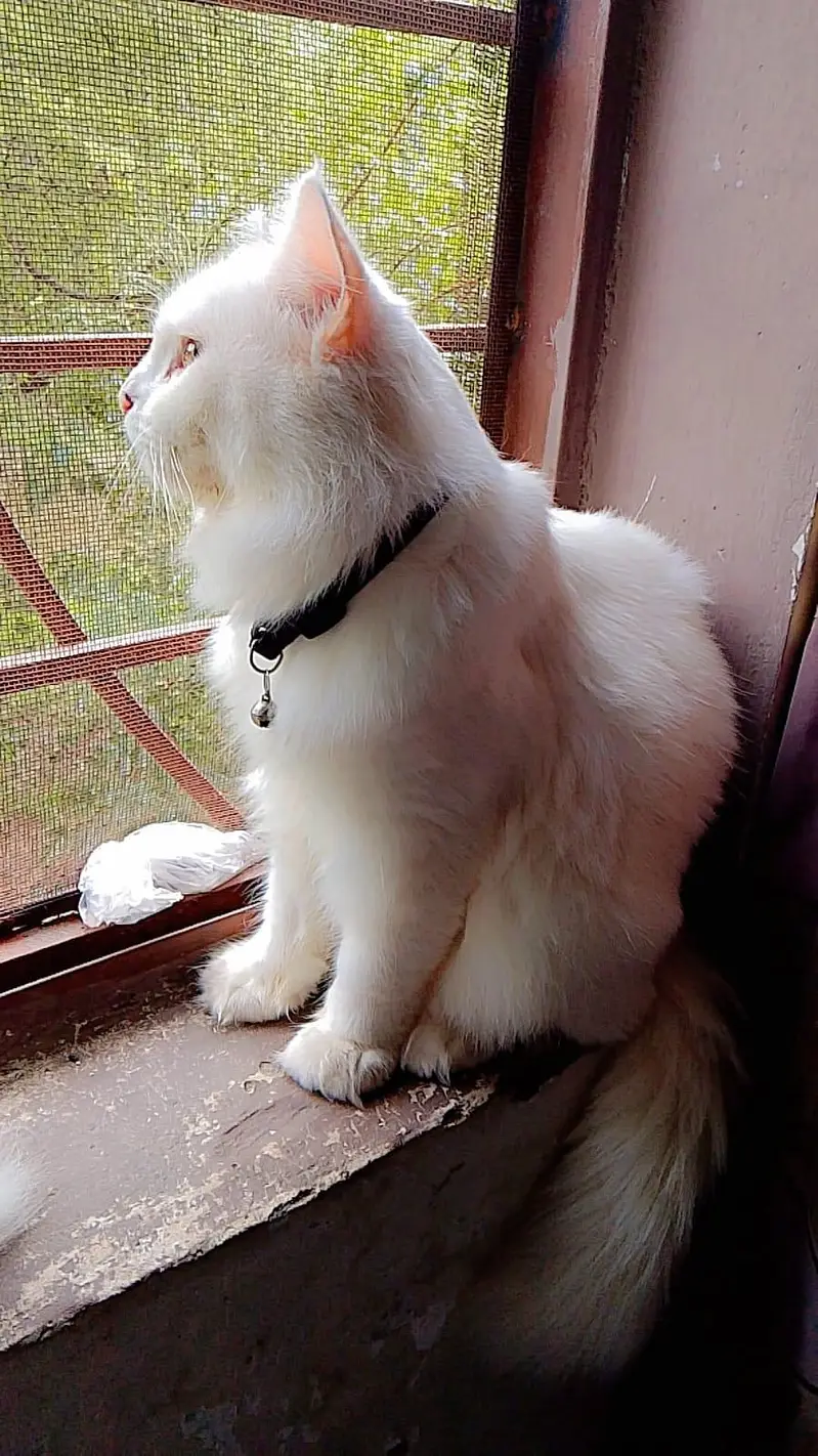 Persian male cat — photo 2