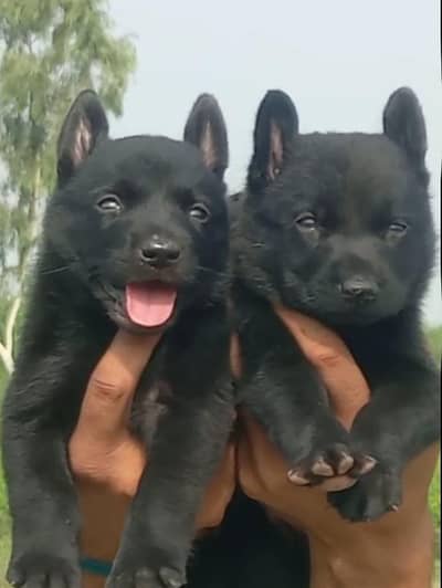 Balck German Shepherd male female for sale available