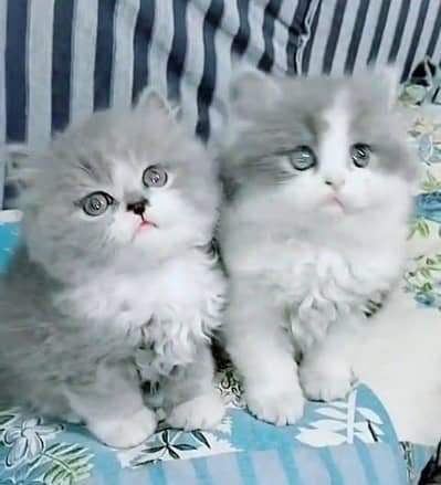 Persian kitten triple cot. for sale my WhatsApp:03440066156