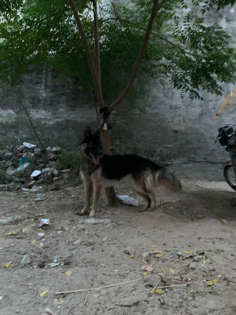 German shepherd 15 days pregnant available 03010427389 — photo 2