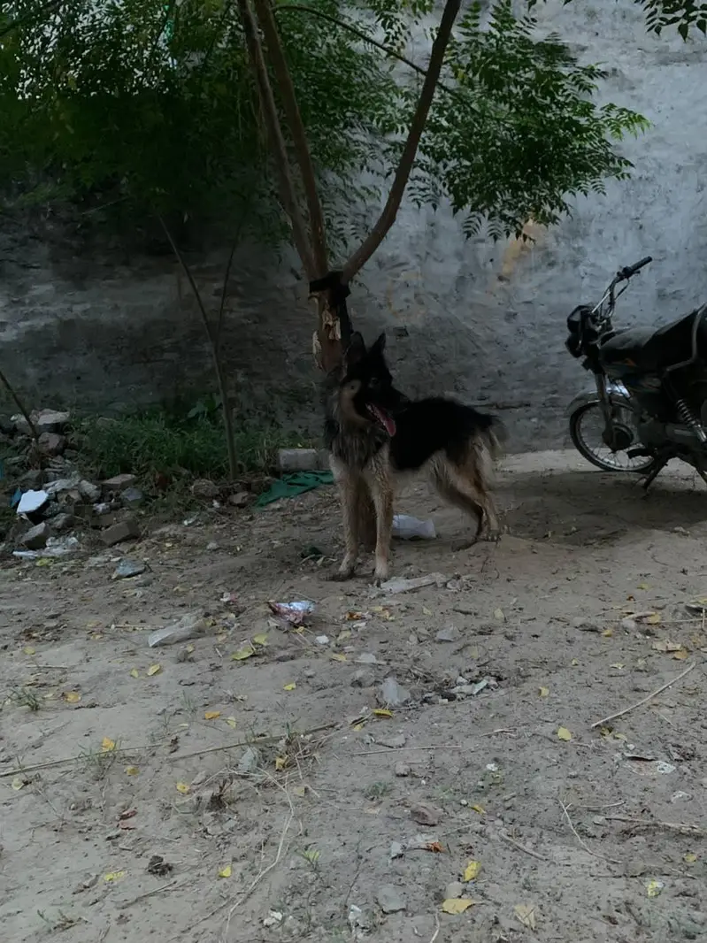 German shepherd 15 days pregnant available 03010427389 — photo 3