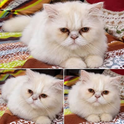 Beautiful Male Persian Cat-White &Cream/Punch Face /Brown Eyes