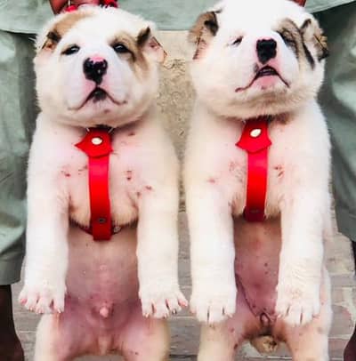 afghan Kuchi dog piar for sale available