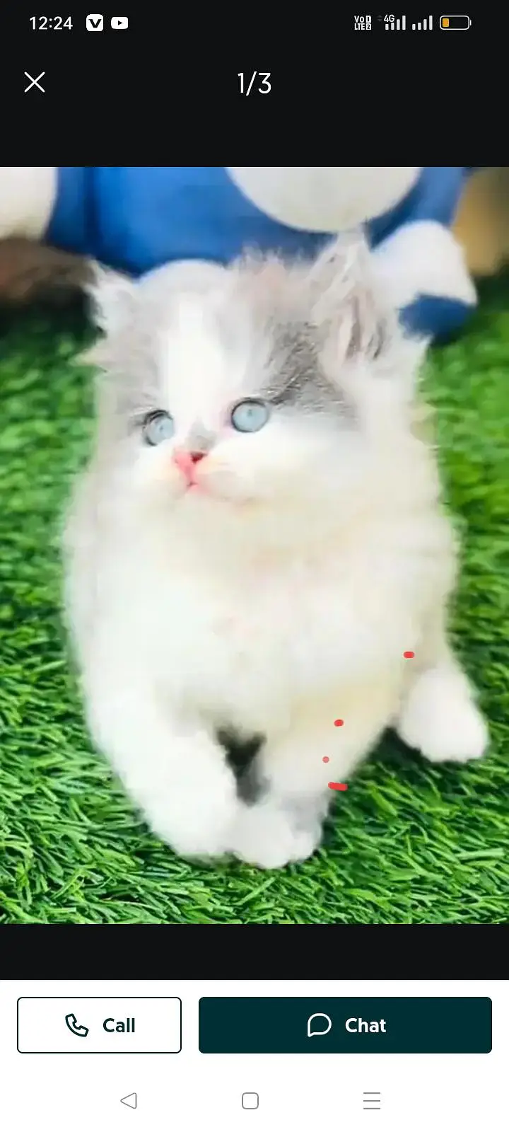 Persian kitten triple cot. for sale my WhatsApp:03440066156 — photo 2