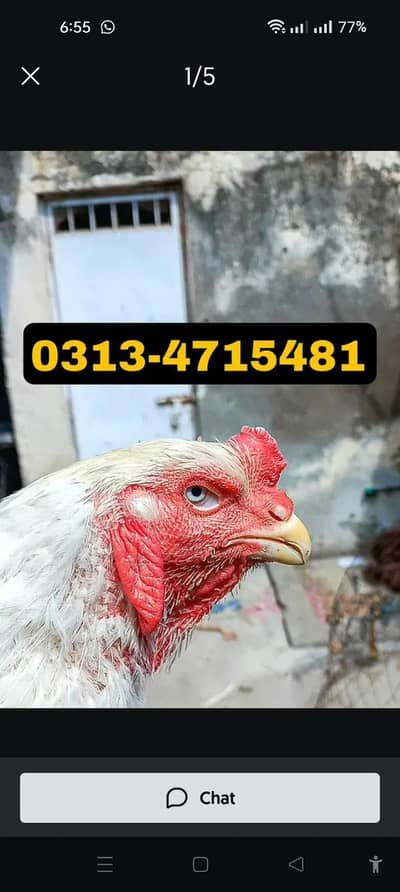 HEERA | HEERA ASEEL| QANDHARI | KANDHARI | PARROT BEAK| BREEDER |PATHA