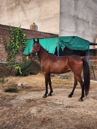 kumaot ghori for sale umer 7.8 sal hieght 61+ ghpri is waqt khali ha