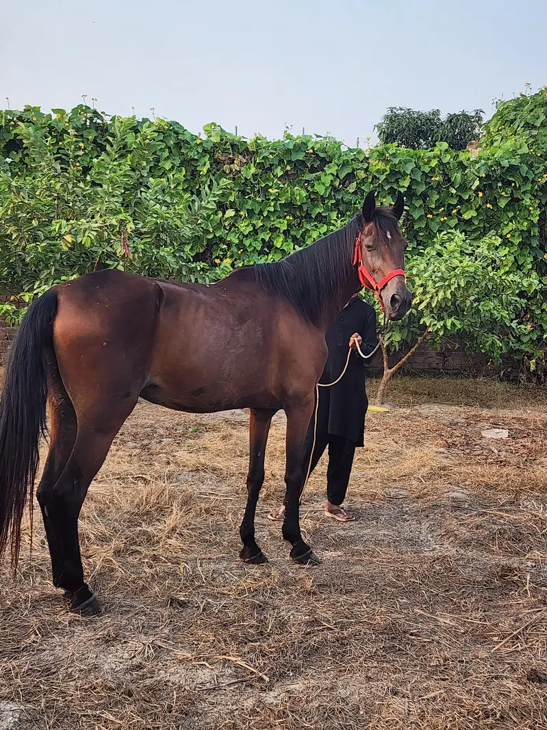 kumaot ghori for sale umer 7.8 sal hieght 61+ ghpri is waqt khali ha — photo 2