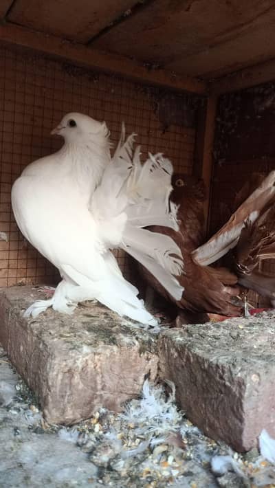 breeder pair for sale