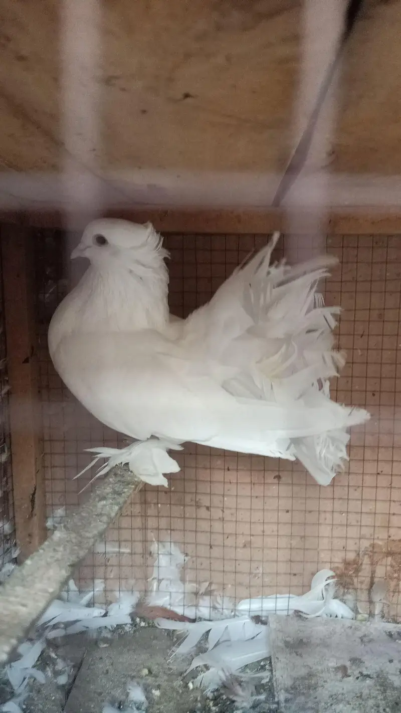breeder pair for sale — photo 3