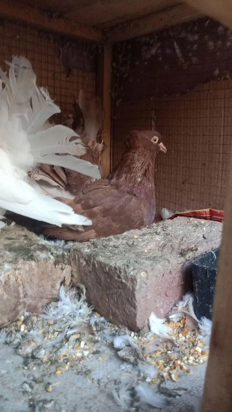 breeder pair for sale — photo 4