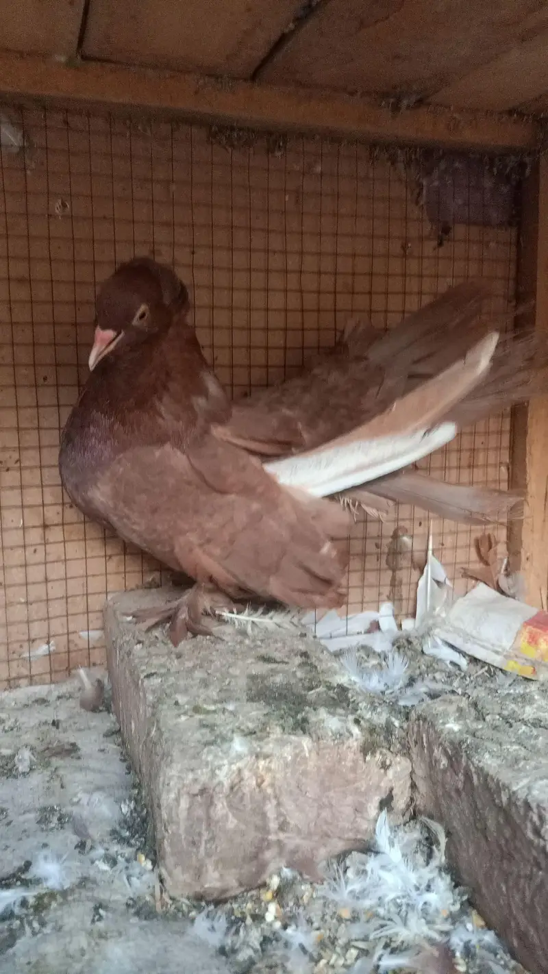 breeder pair for sale — photo 5