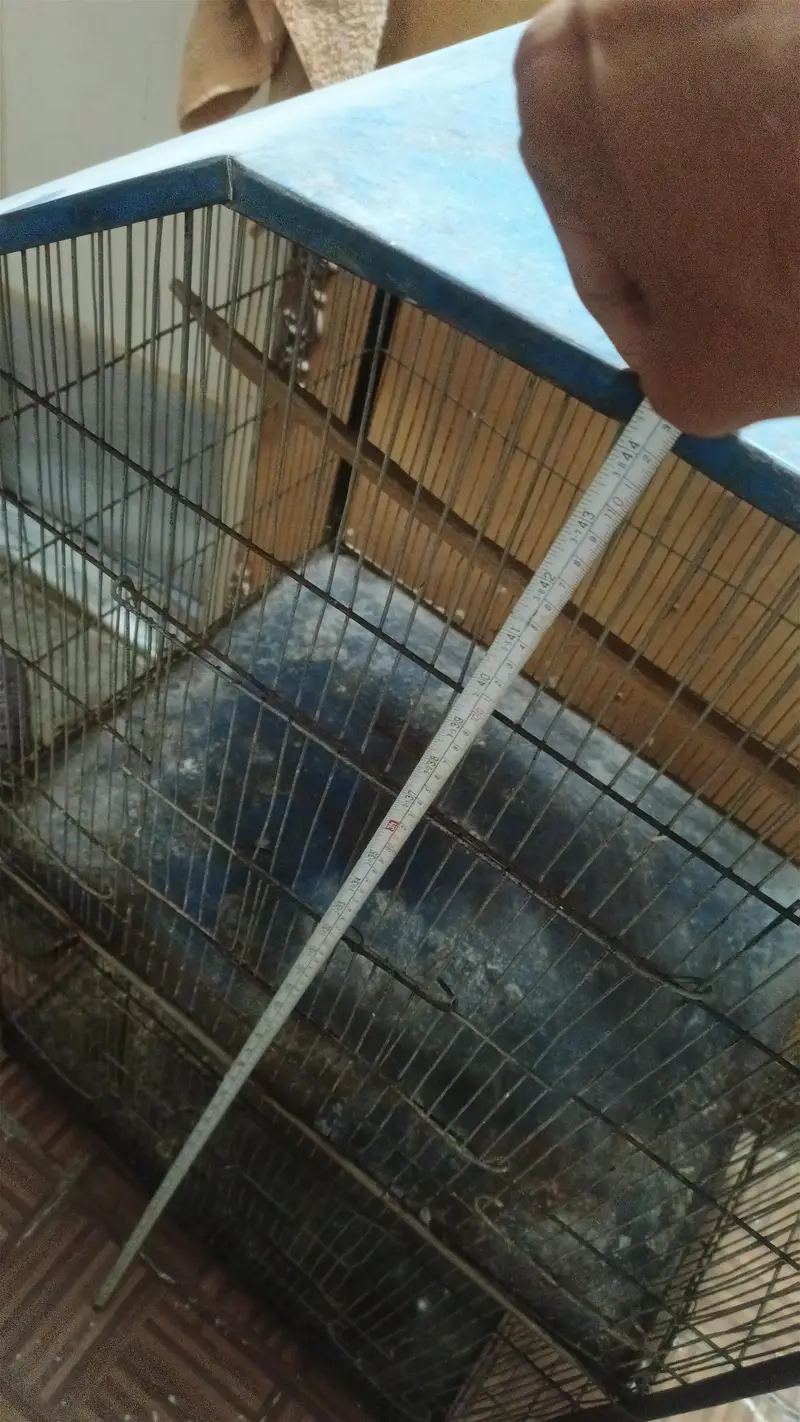 Two Portions Cage (8/10) — photo 6