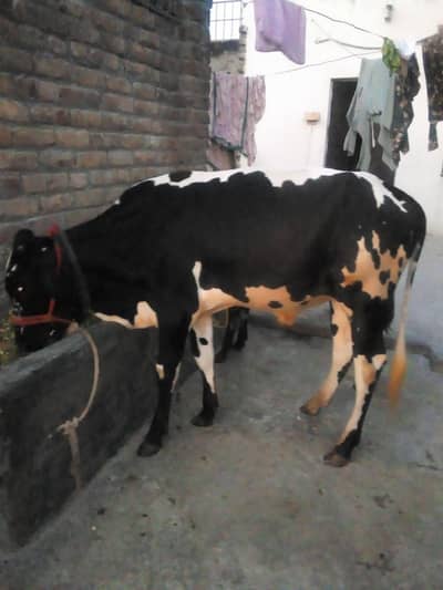 do aadat desi wacche for sale