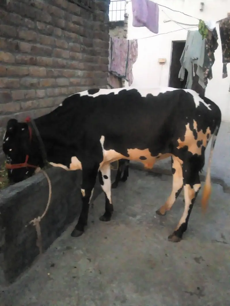 do aadat desi wacche for sale