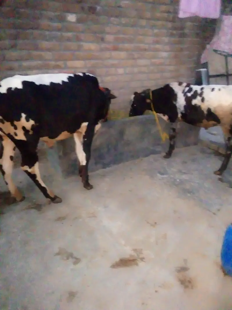 do aadat desi wacche for sale — photo 2