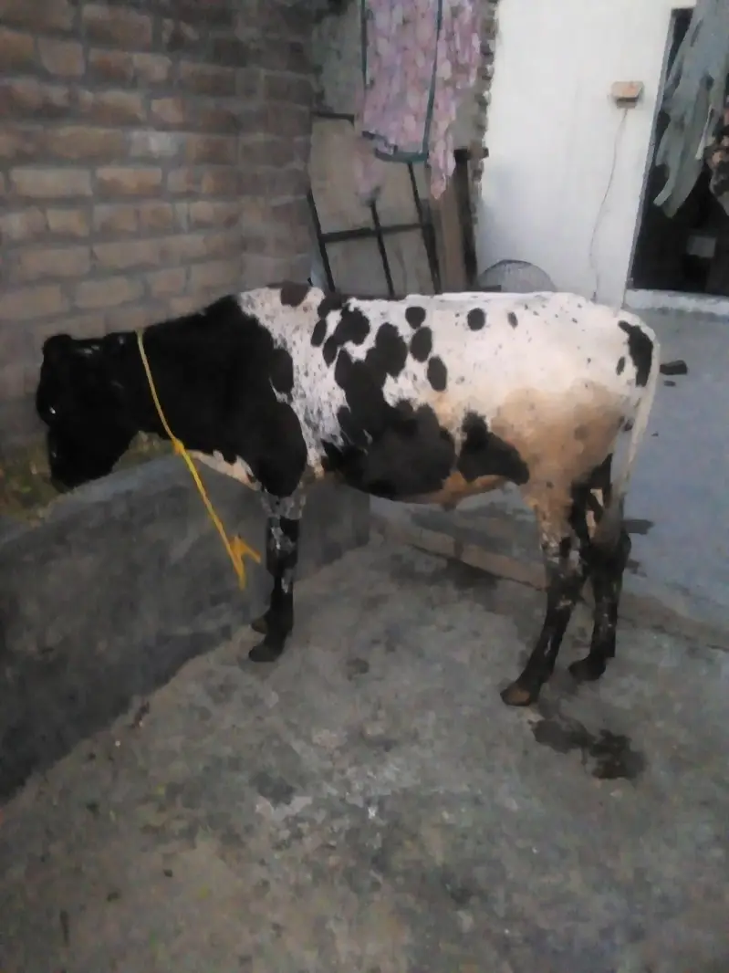 do aadat desi wacche for sale — photo 3