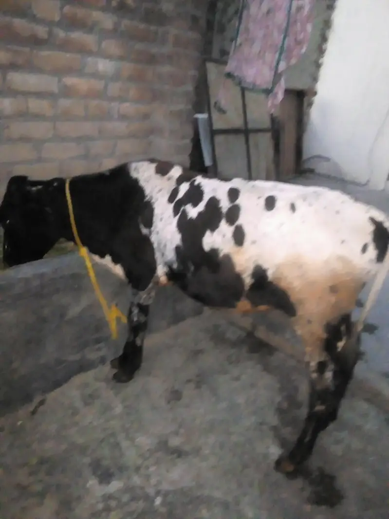 do aadat desi wacche for sale — photo 4
