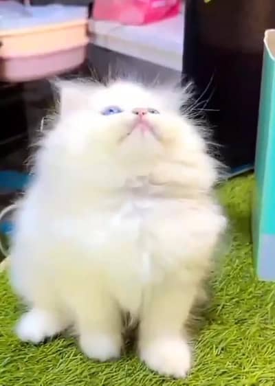 Persian kitten triple cot. for sale my WhatsApp:03440066156
