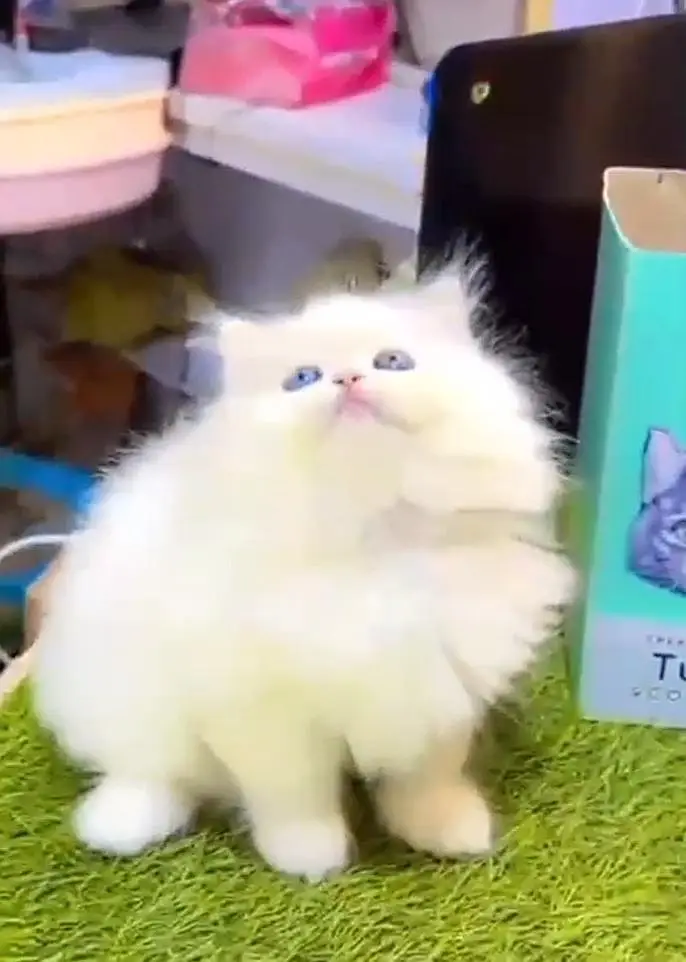 Persian kitten triple cot. for sale my WhatsApp:03440066156 — photo 3